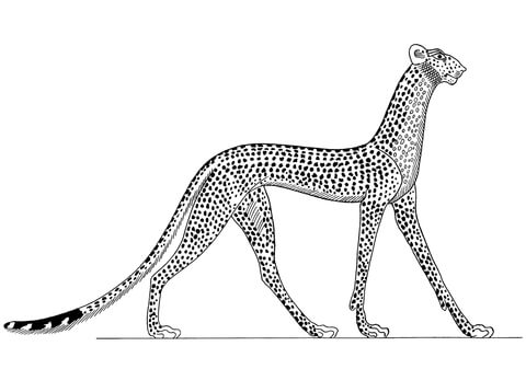 Ancient Egyptian Cheetah Coloring Page